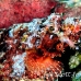 scorpionfish_papuan_shag_h_0705_png0918.jpg
